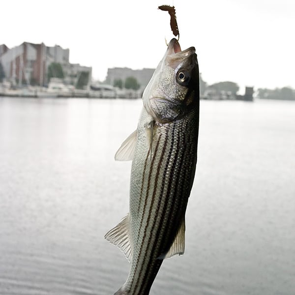 Striped Bass